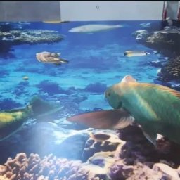 Cezary Stradowski - Żywiczna posadzka 3D z motywem rafy koralowej i ryb w łazience, widok z góry, realistyczne odwzorowanie głębi i kolorów, nowoczesny design.