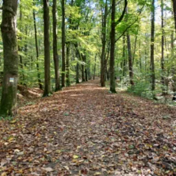 Leśna ścieżka usłana opadłymi liśćmi, otoczona wysokimi drzewami w jesiennej scenerii. Na pniu drzewa widoczny znak szlaku turystycznego.
