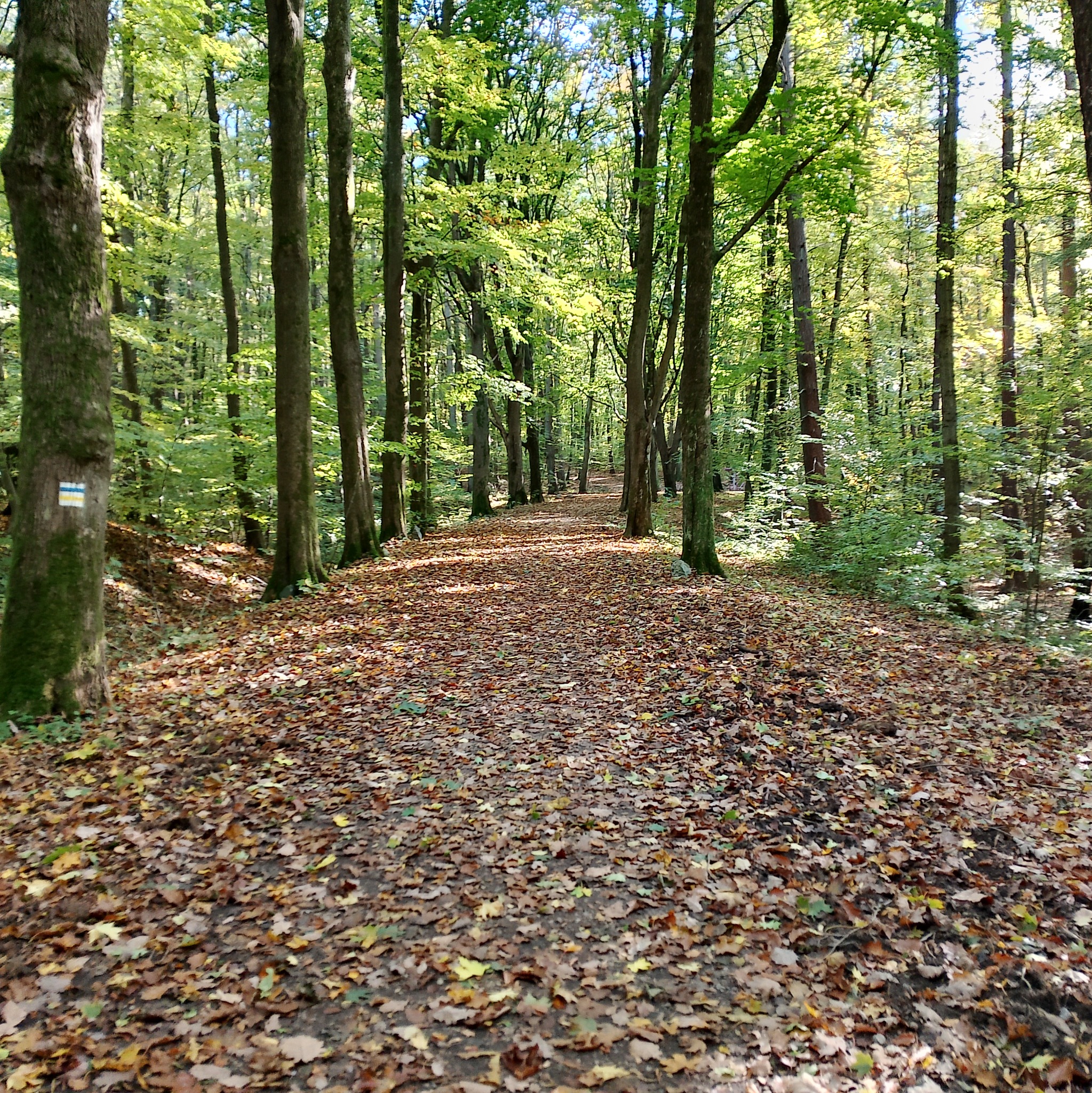 Leśna ścieżka usłana opadłymi liśćmi, otoczona wysokimi drzewami w jesiennej scenerii. Na pniu drzewa widoczny znak szlaku turystycznego.