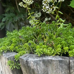 Projektowanie ogrodów Kraków 3