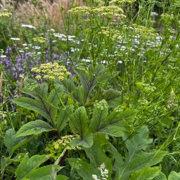 Projektowanie ogrodów Kraków 2