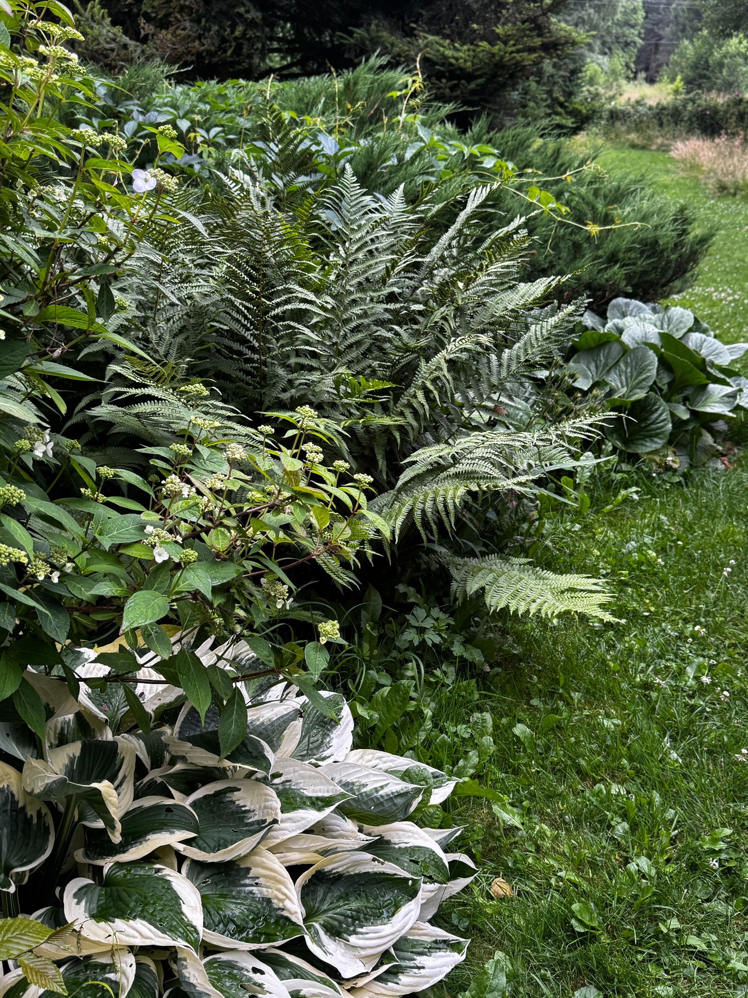 Bujna roślinność ogrodowa: paprocie, funkie o biało-zielonych liściach i kwitnące krzewy tworzą gęstą kompozycję w naturalistycznym stylu.