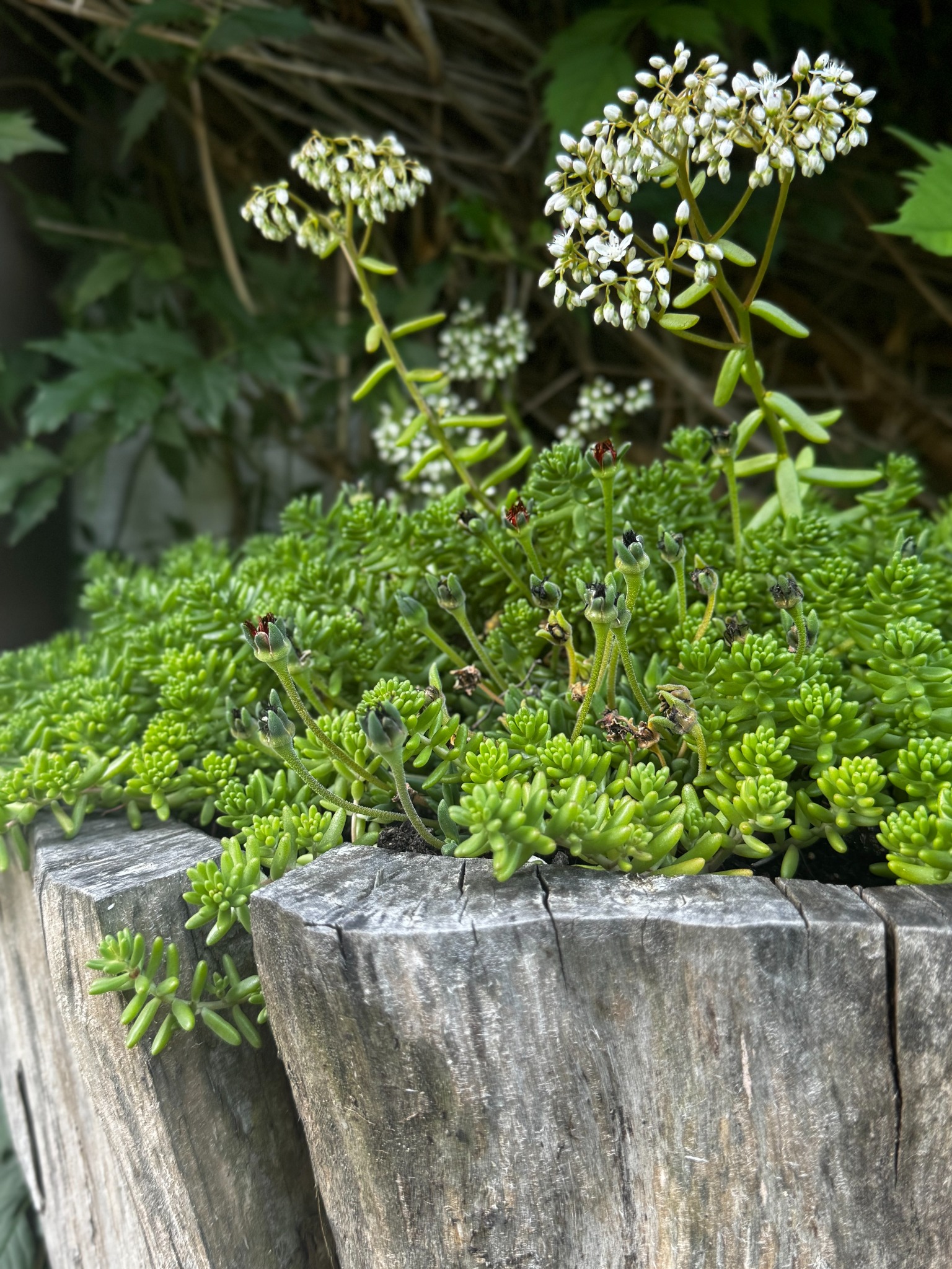 Sukulent w drewnianej donicy z pęknięciami, z białymi kwiatami na tle zieleni. Ujęcie z bliska, podkreślające teksturę drewna i detale roślin.