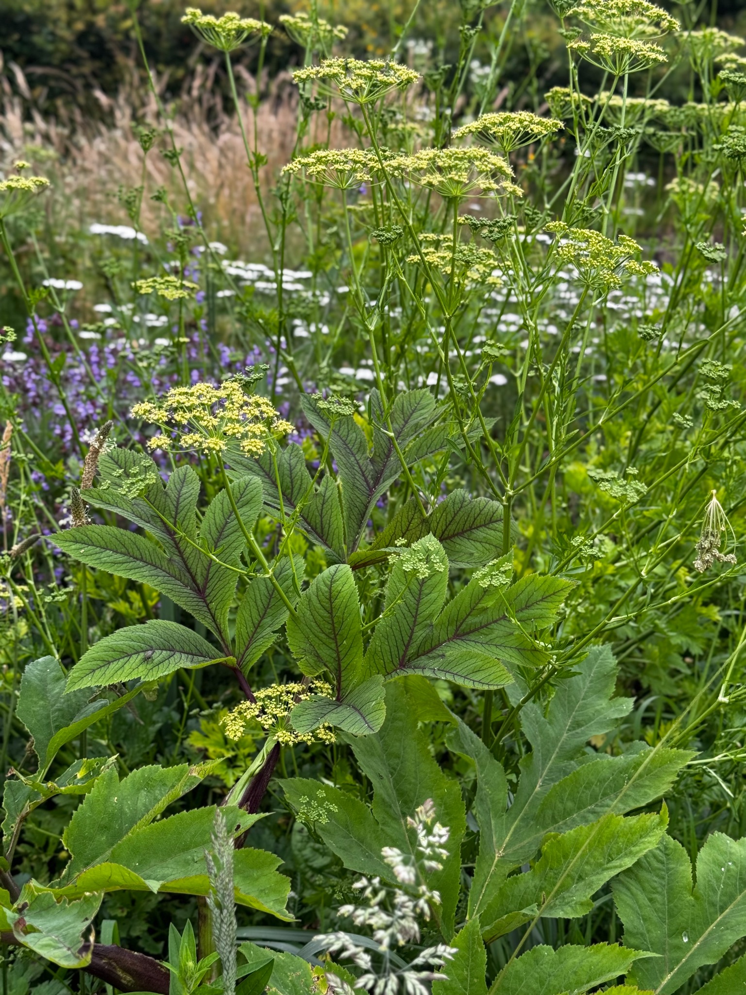 Bujna kompozycja roślin ogrodowych z dominującymi zielonymi liśćmi o purpurowych żyłkach i drobnymi, kremowymi kwiatami w naturalnym, nieformalnym układzie.