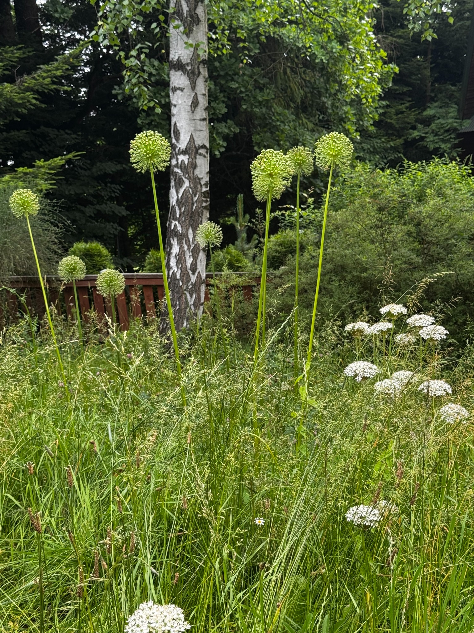 Bujna łąka z kwitnącym czosnkiem ozdobnym i białymi kwiatami, na tle brzozy i zieleni drzew. Naturalny, dziki ogród z elementami swobodnej kompozycji.