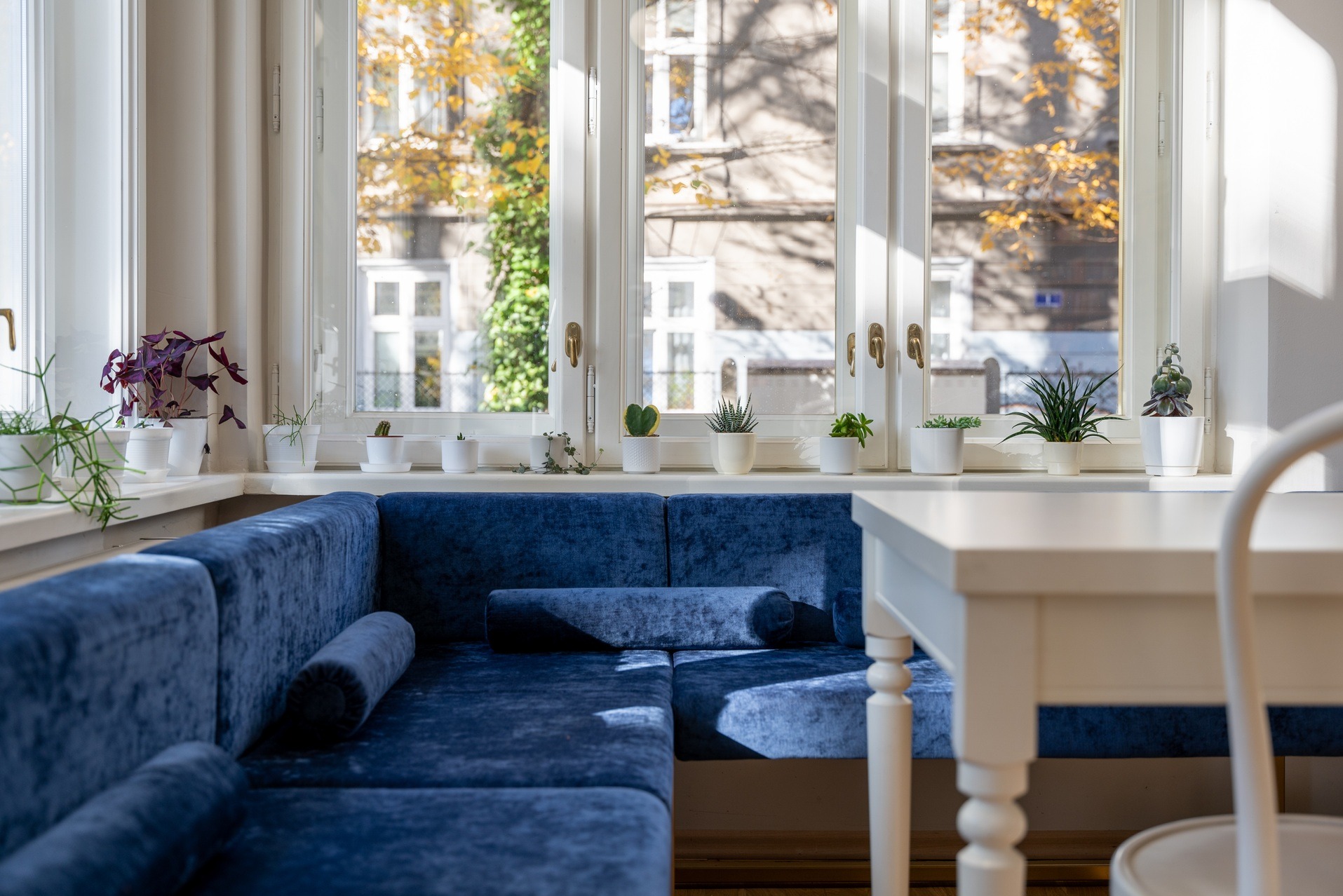 Stylowy kącik biurowy z aksamitną, niebieską sofą pod oknem. Biały stół i krzesło dopełniają aranżację. Na parapecie rząd białych doniczek z roślinami.
