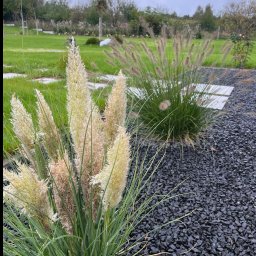 KAROL KOT - Ozdobna trawa pampasowa i trawa afrykańska w ogrodzie. Dekoracyjne kamienie i płyty chodnikowe. Tło z zielonym trawnikiem i drzewami. Pochmurne niebo.