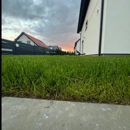 KAROL KOT - Z bliska: świeżo skoszony trawnik przed nowoczesnym domem w spokojnej okolicy, widok z poziomu gruntu, niebo o zachodzie słońca w tle.