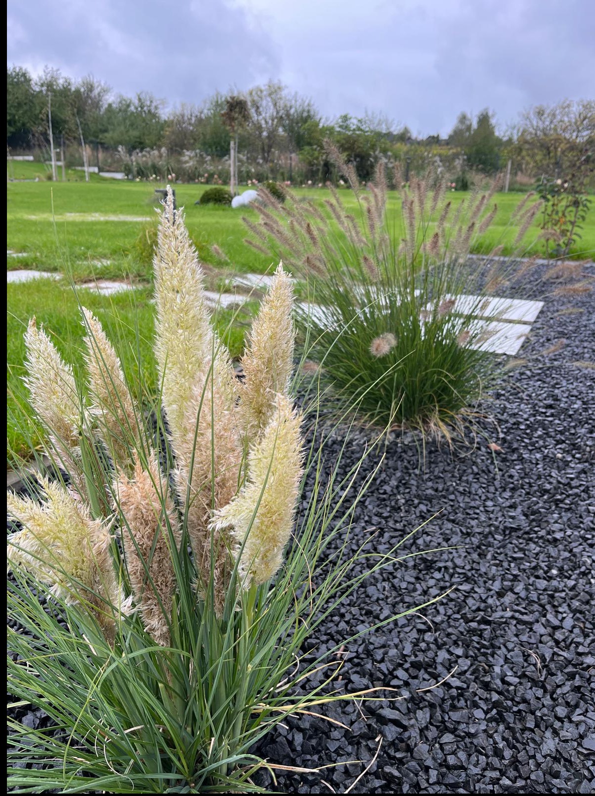Ozdobna trawa pampasowa i trawa afrykańska w ogrodzie. Dekoracyjne kamienie i płyty chodnikowe. Tło z zielonym trawnikiem i drzewami. Pochmurne niebo.