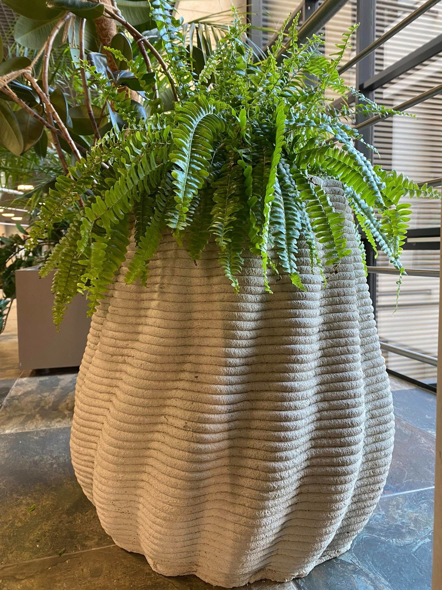 Beżowa donica z poziomymi żłobieniami, w której rośnie paproć. Donica stoi na kamiennej posadzce, w tle widoczne żaluzje i inne rośliny.