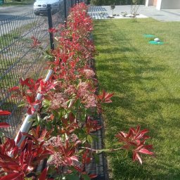 Zakładanie ogrodów Oleśnica 1