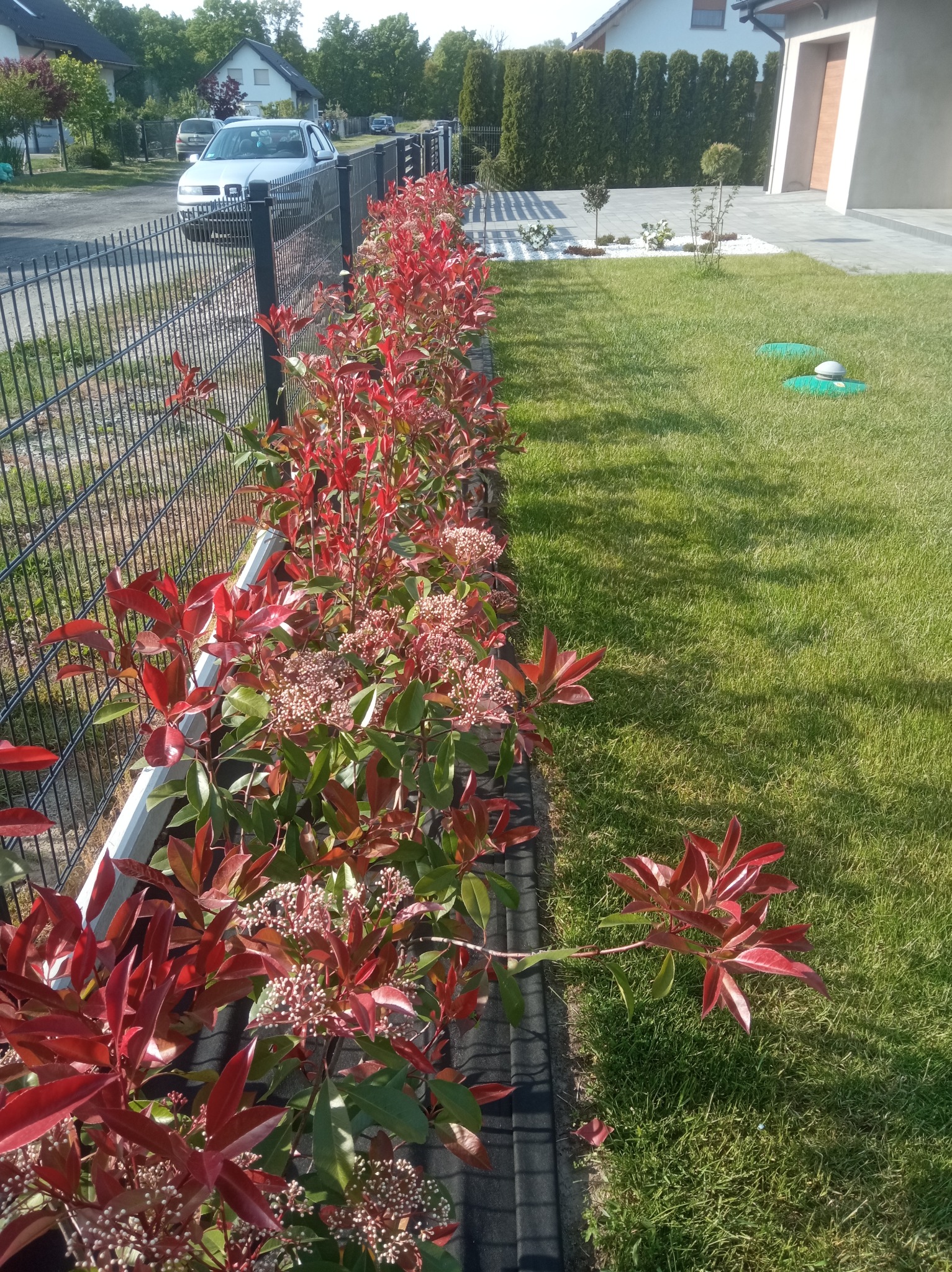 Żywopłot z czerwonych roślin wzdłuż czarnego ogrodzenia panelowego, trawnik, dom z jasną elewacją w tle, słoneczny dzień. Widok na zadbany ogród.