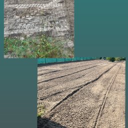 Przycinanie drzew Drużbice 4