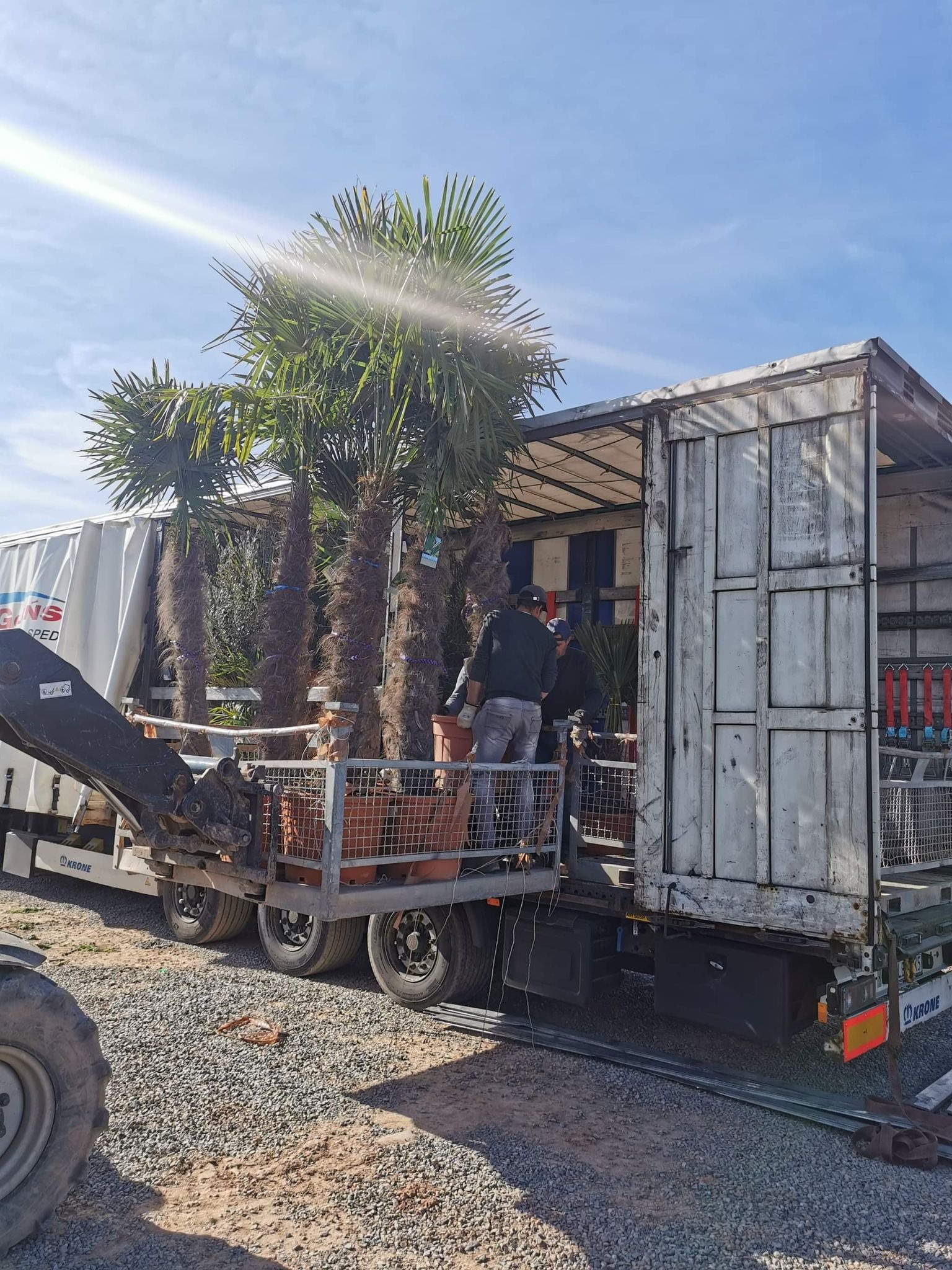 Palmy w donicach transportowane na ciężarówce z dźwigiem, przygotowywane do sadzenia. Widoczni pracownicy i elementy konstrukcyjne pojazdu.