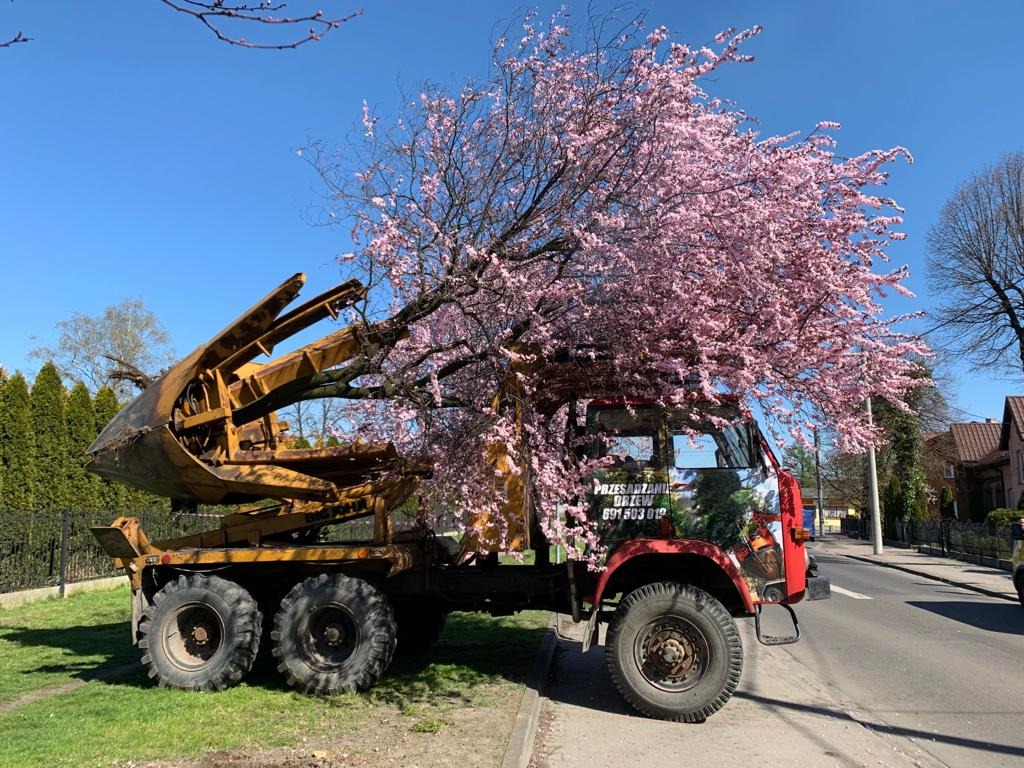 Specjalistyczny samochód z maszyną do przesadzania kwitnącego drzewa, na tle zieleni i zabudowań. Urządzenie gotowe do transportu drzewa.