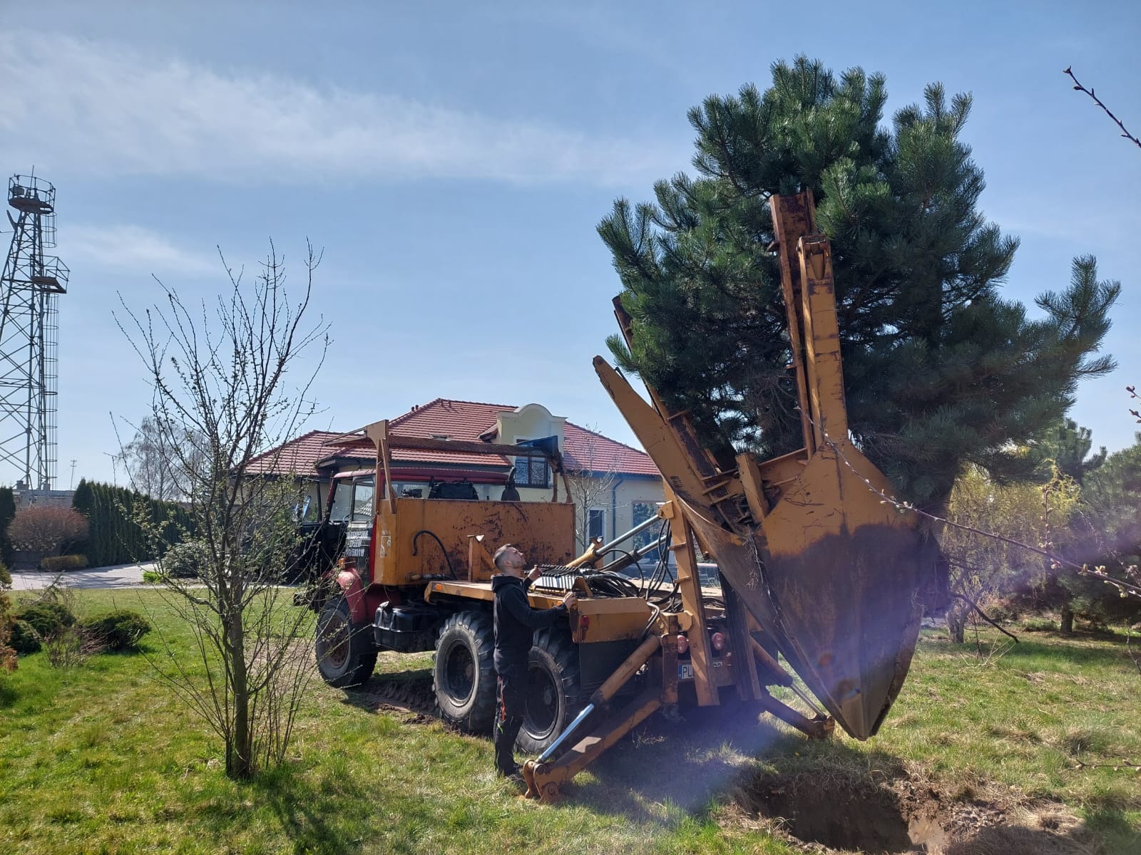 Przesadzanie dużego drzewa przy użyciu specjalistycznej maszyny na tle domu z czerwoną dachówką i wieżą telekomunikacyjną. Pracownik nadzoruje proces.