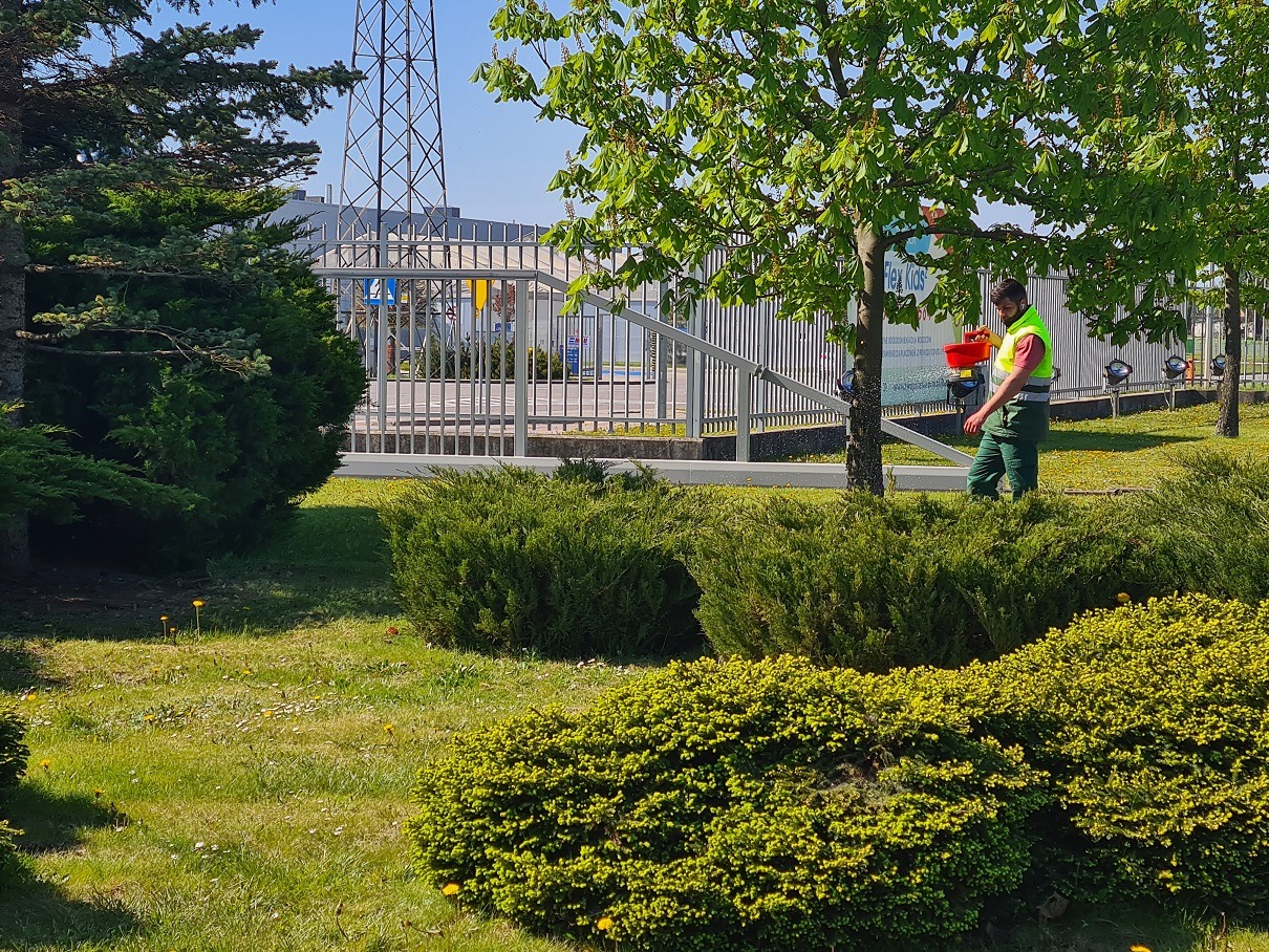 Pracownik w zielonym stroju i żółtej kamizelce rozsypuje nawóz na trawniku z krzewami i drzewami. W tle brama i budynek.
