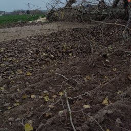 Wycinka drzew Bulkowo 1