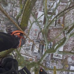 Wycinka drzew Bulkowo 2