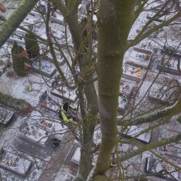 Wycinka drzew Bulkowo 3