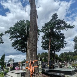 BOTI - C. E. L. SP. Z O. O. - Wysokie drzewo zabezpieczone linami i pasami, przygotowane do wycinki na tle cmentarza z nagrobkami i pochmurnym niebem. Widoczne świeże gałęzie po obcięciu.