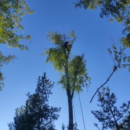 BOTI - C. E. L. SP. Z O. O. - Wycinanie Drzew Bulkowo