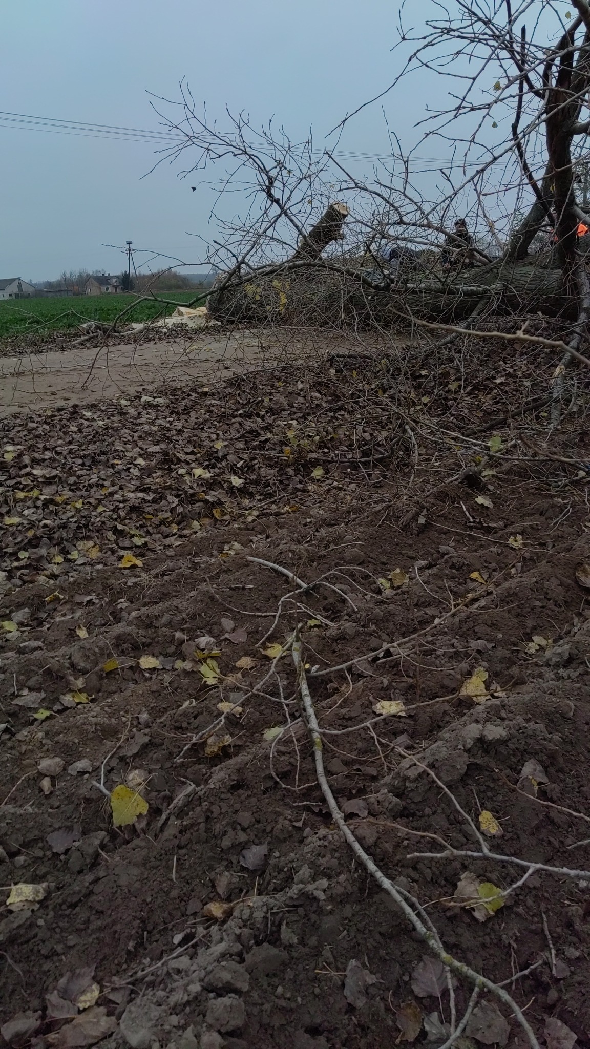 Ścięte drzewo na ziemi z liśćmi, widoczne pnie i gałęzie. W tle zabudowania i pochmurne niebo. Praca po wycince drzewa.