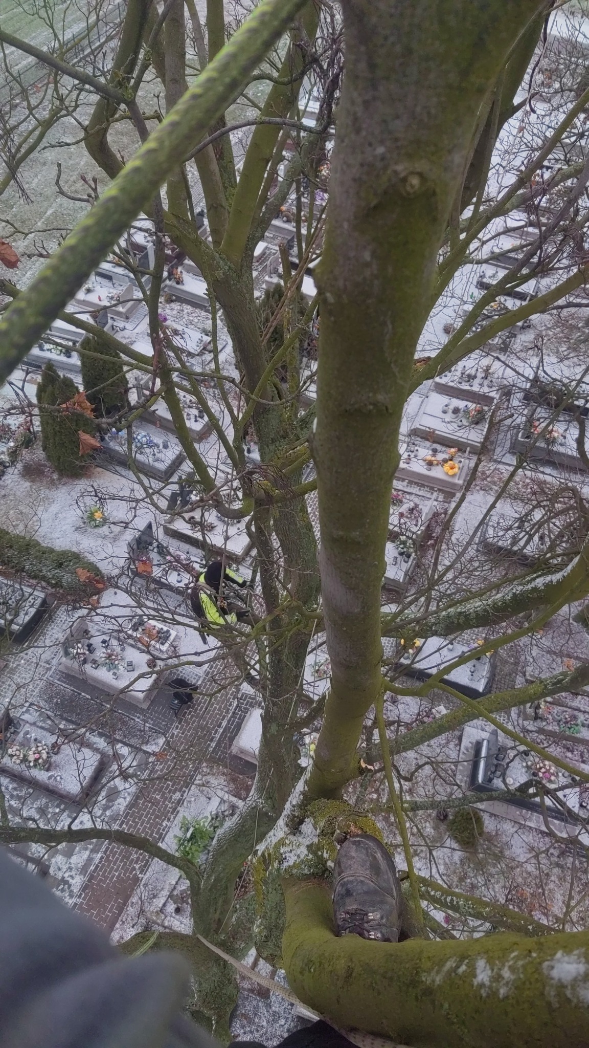Pracownik w uprzęży na drzewie, widok z góry na cmentarz pokryty śniegiem. But na gałęzi w pierwszym planie. Zimowa sceneria.