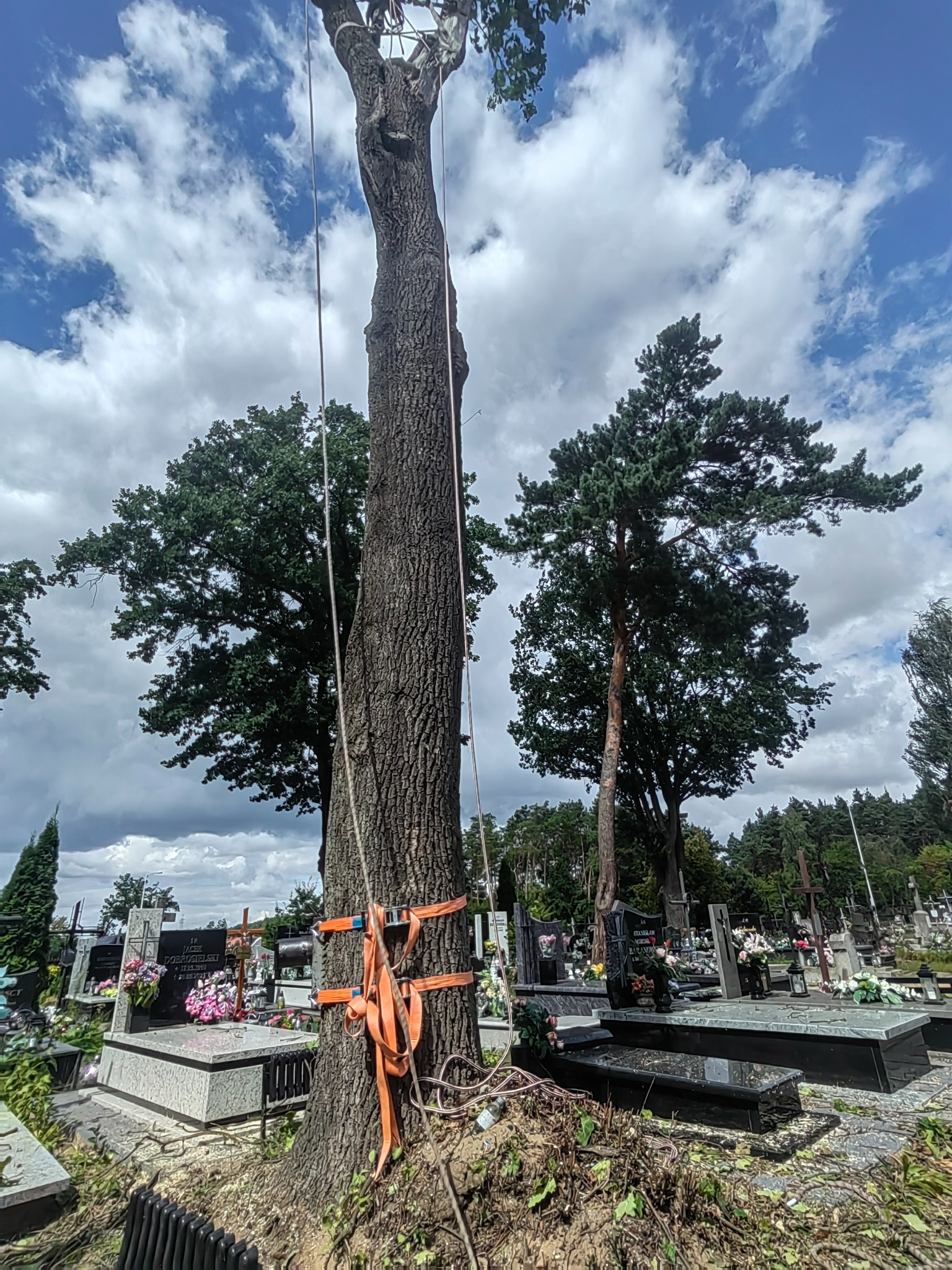 Wysokie drzewo zabezpieczone linami i pasami, przygotowane do wycinki na tle cmentarza z nagrobkami i pochmurnym niebem. Widoczne świeże gałęzie po obcięciu.