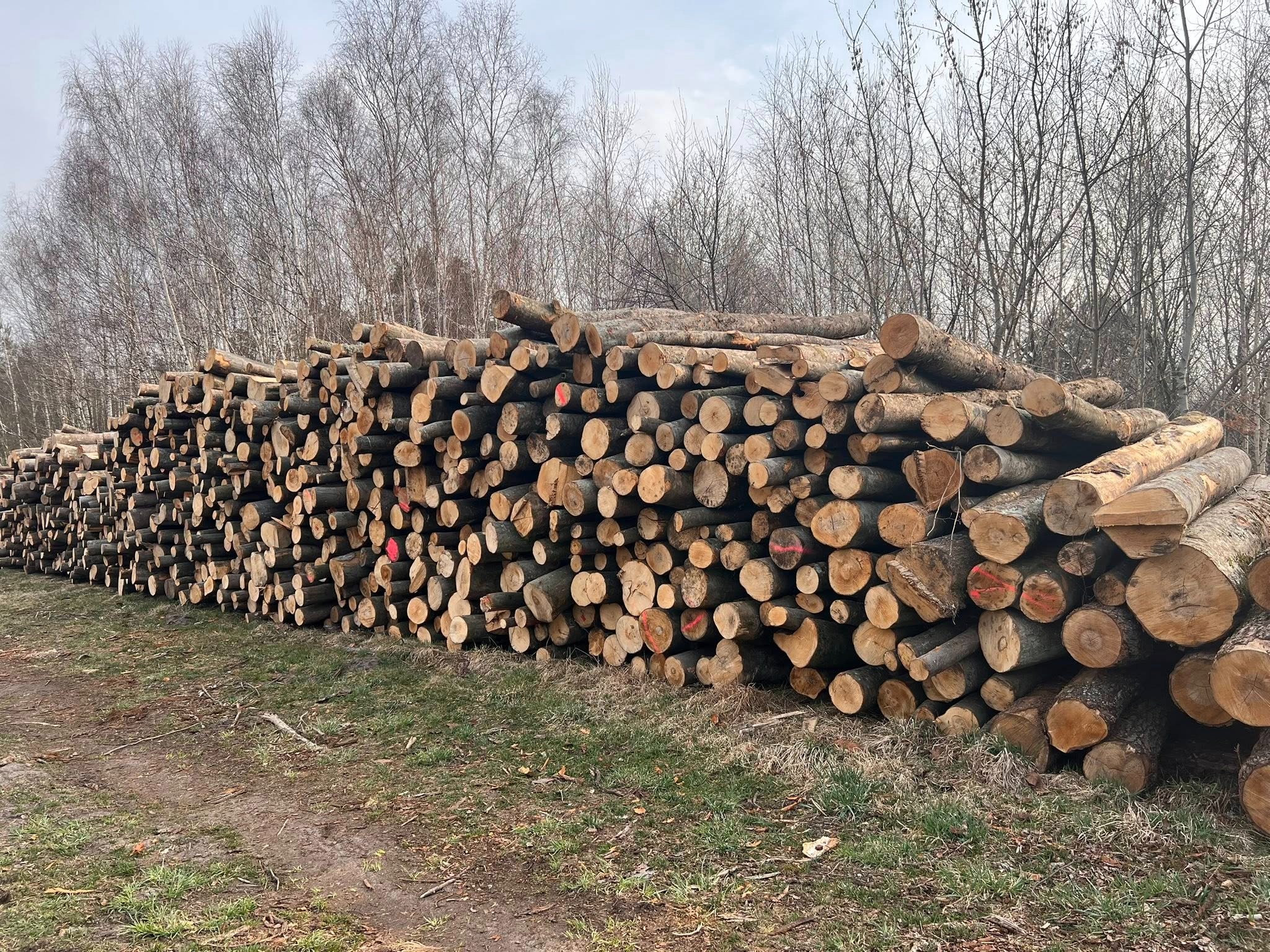 Stos pni drzew z czerwonymi oznaczeniami na tle lasu bezlistnego. Świeżo ścięte drewno ułożone wzdłuż ścieżki.