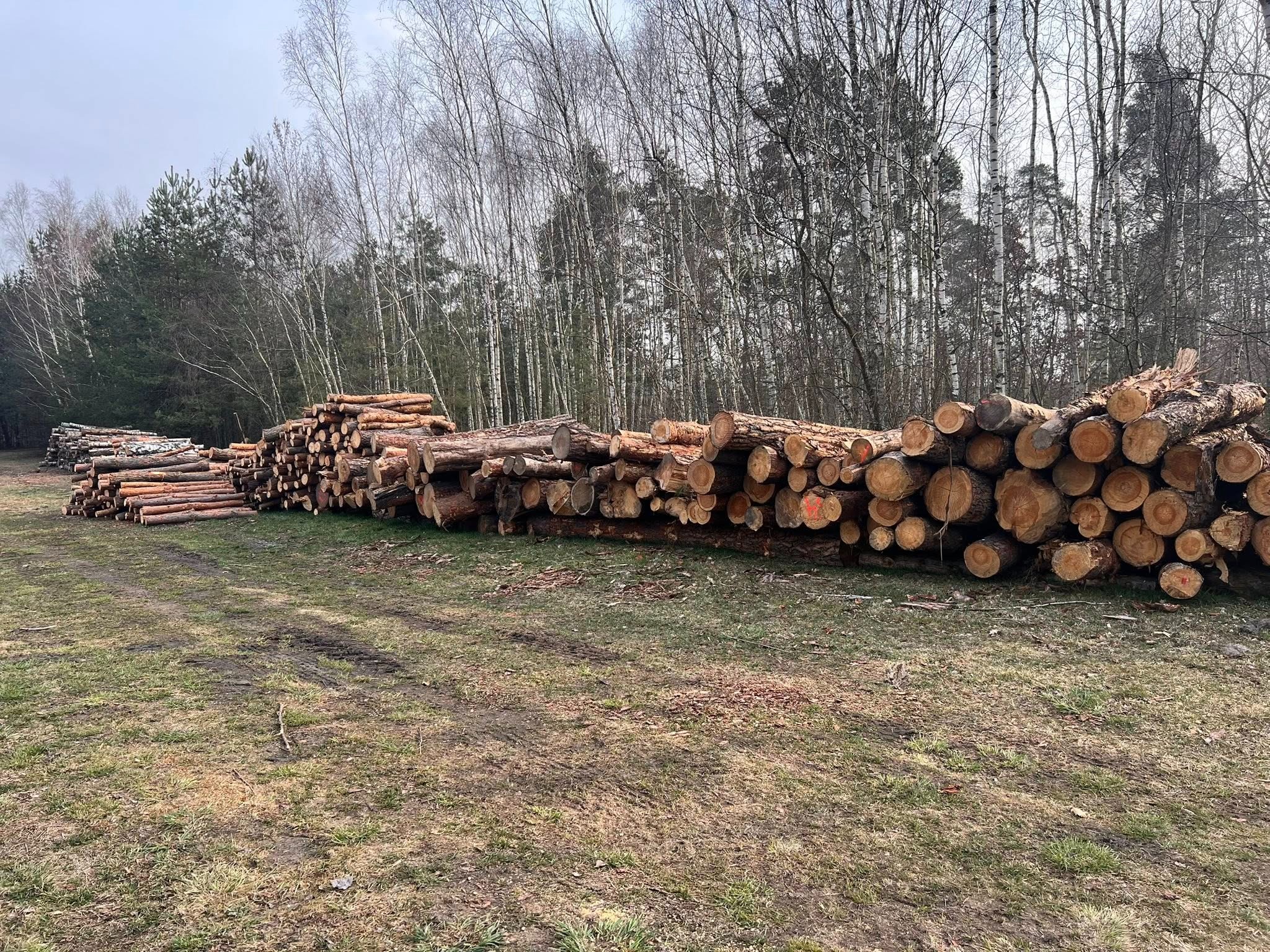 Stosy pni drzew z pomarańczowymi oznaczeniami, ułożone na trawiastym terenie, w tle las z przewagą brzóz. Widok po wycince.
