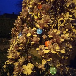 Pięknie kwitnąca magnolia z lampionami