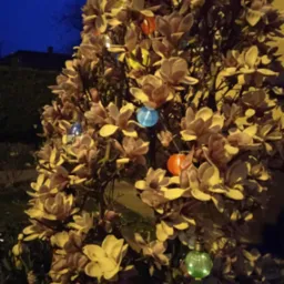 Pięknie kwitnąca magnolia z lampionami