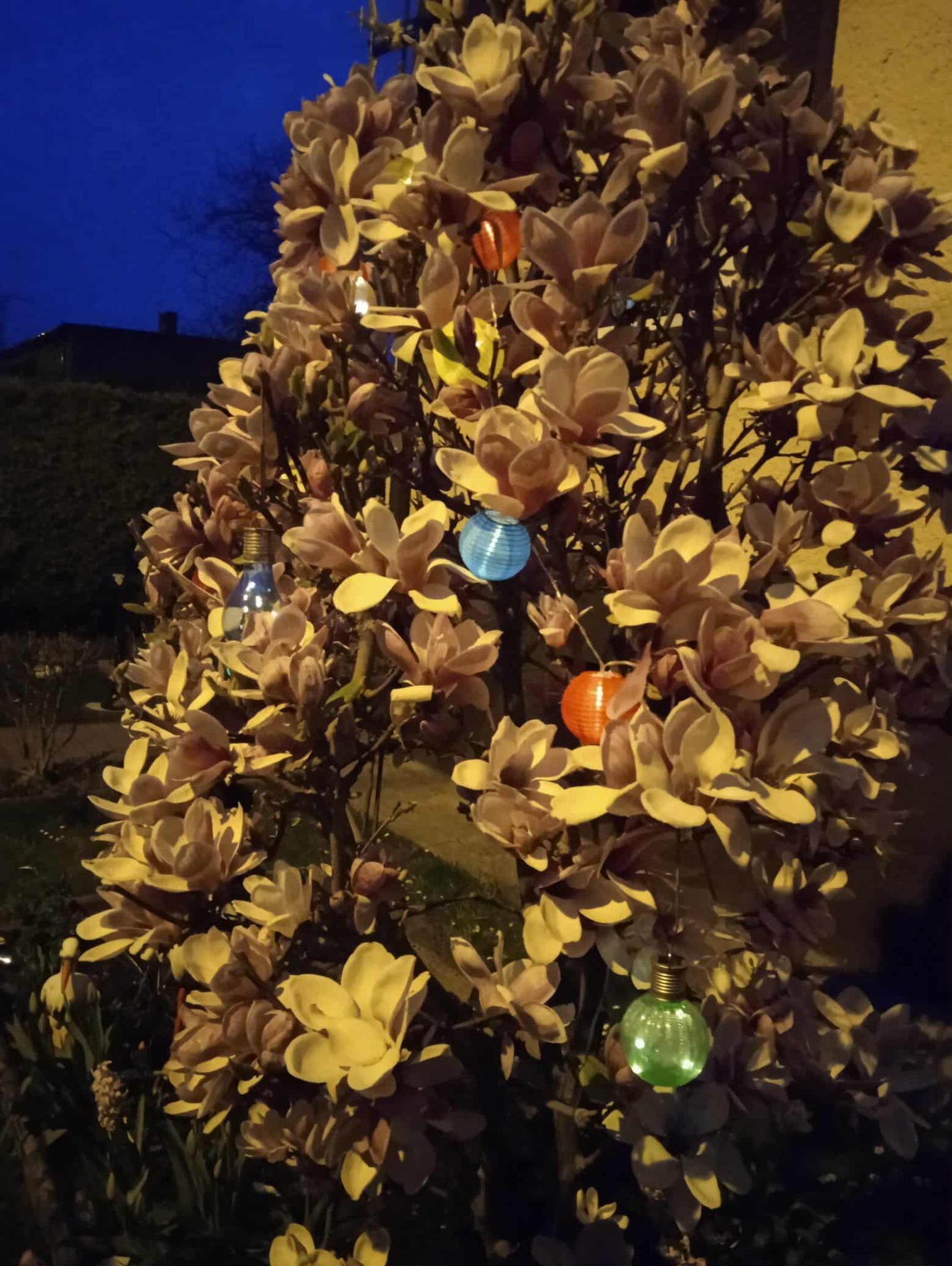 Pięknie kwitnąca magnolia z lampionami