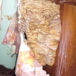 Dezynsekcja i deratyzacja Pruszków 2