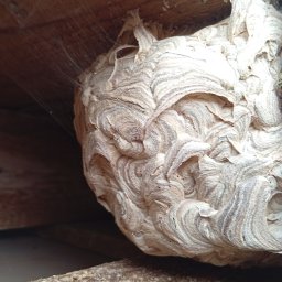 Dezynsekcja i deratyzacja Pruszków 3