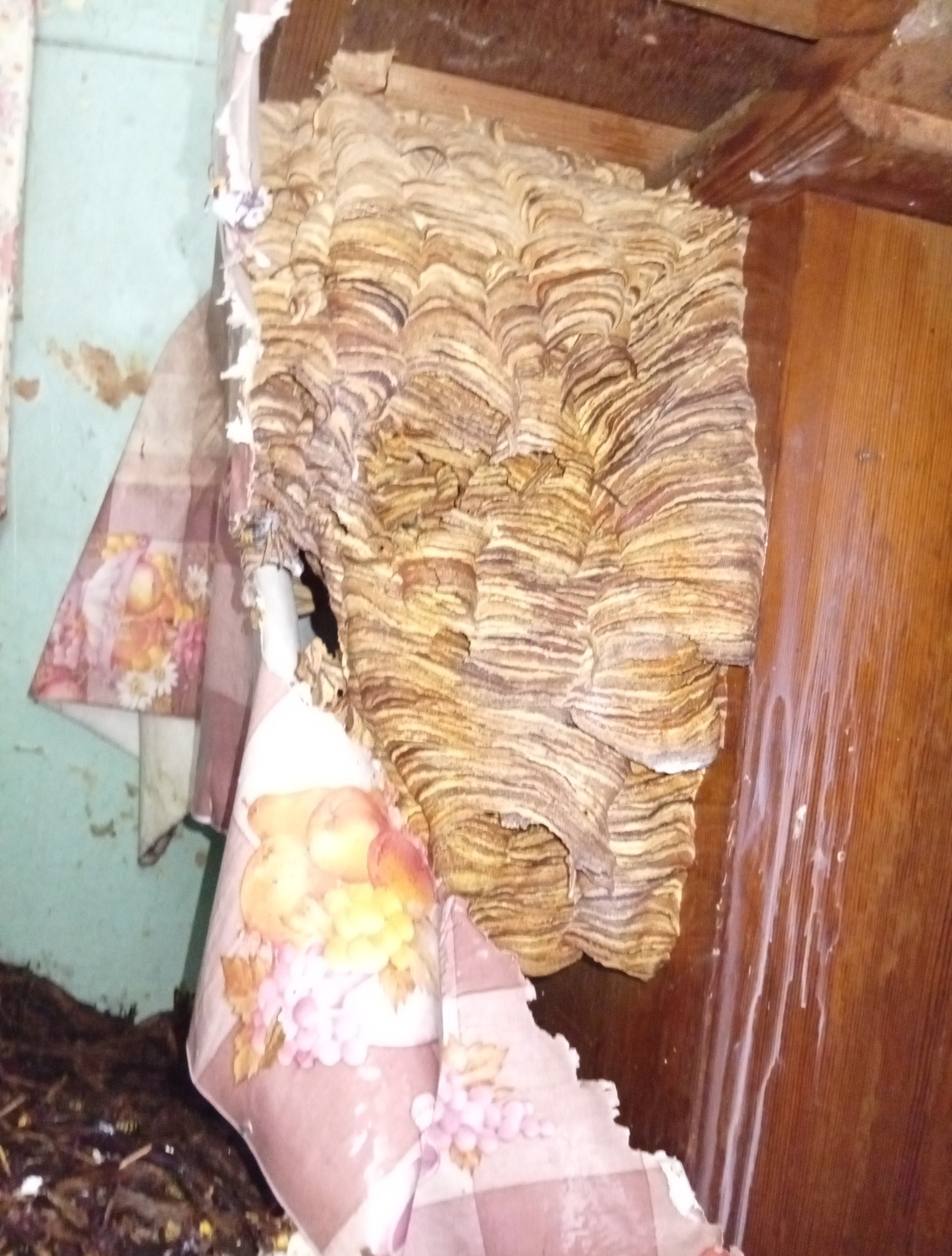 Gniazdo os w rogu szafy, z resztkami tapety w kwiaty. Widoczne ślady po oprysku. Narożnik szafy z brązowego drewna. Fragment ściany w tle, kolor turkusowy.