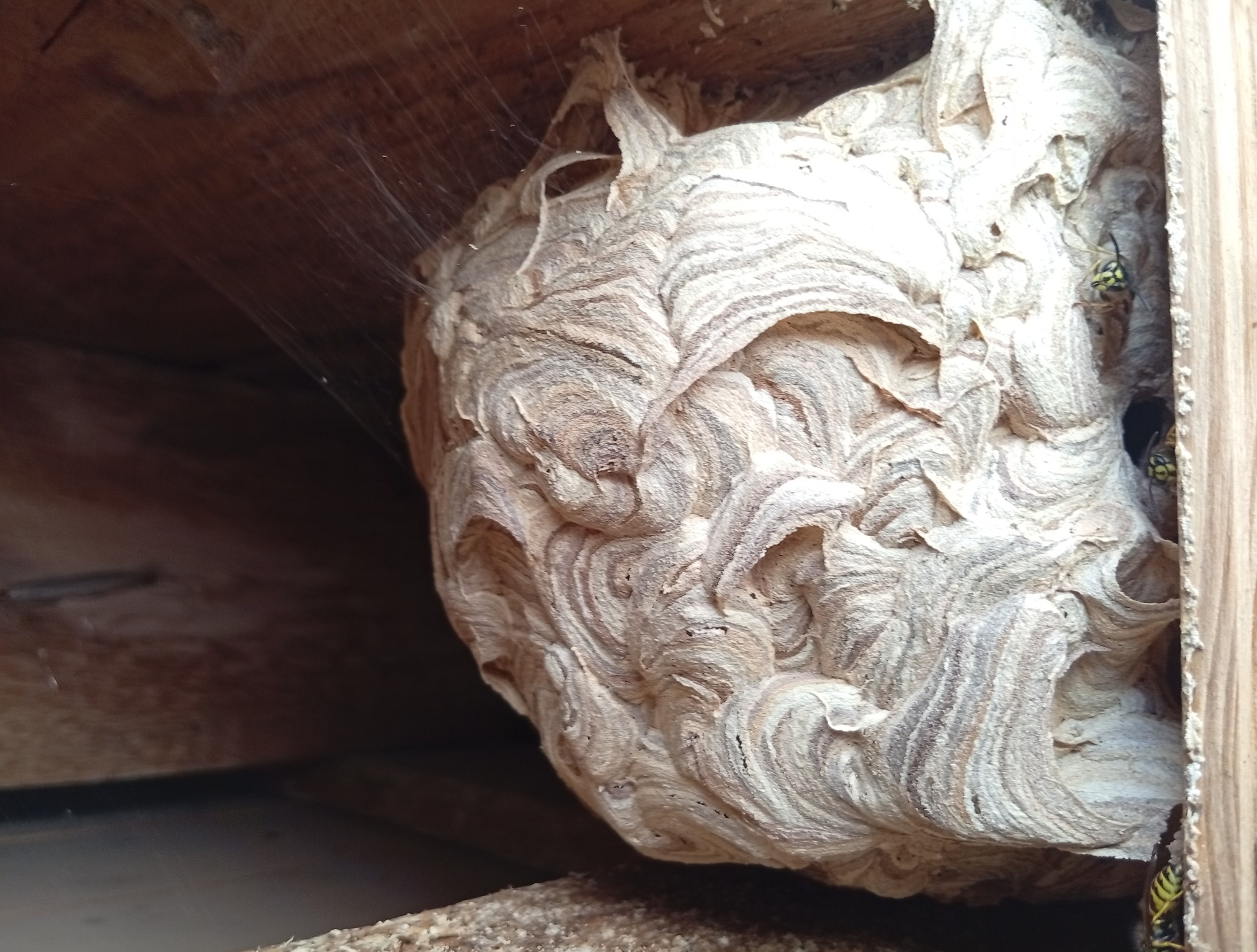 Gniazdo os w drewnianej konstrukcji, widoczne osy wchodzące i wychodzące z gniazda. Struktura gniazda przypomina warstwy papieru. Delikatna pajęczyna w rogu.