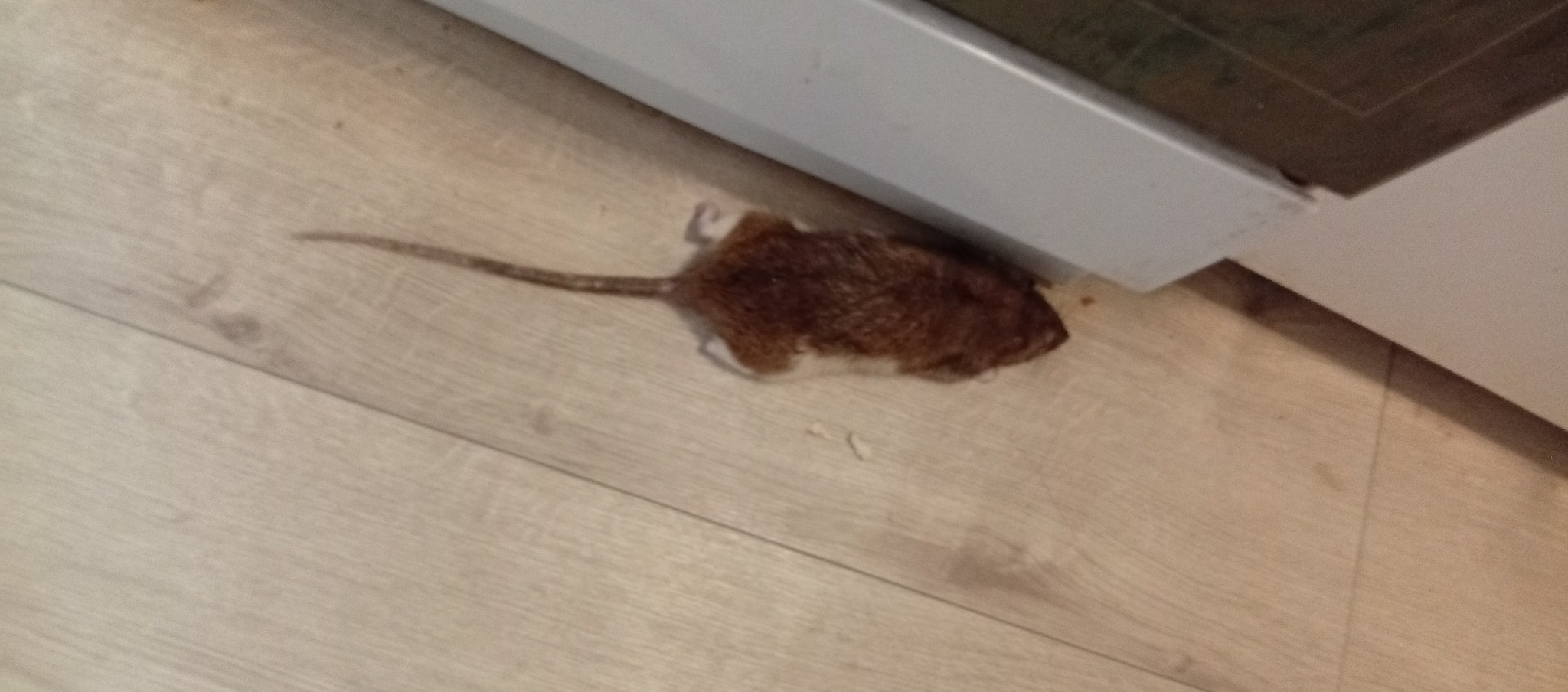 Martwy szczur leżący na panelach podłogowych przy białej szafce. Widoczny ogon i brązowe futro gryzonia. Ujęcie z bliska, słabe oświetlenie.