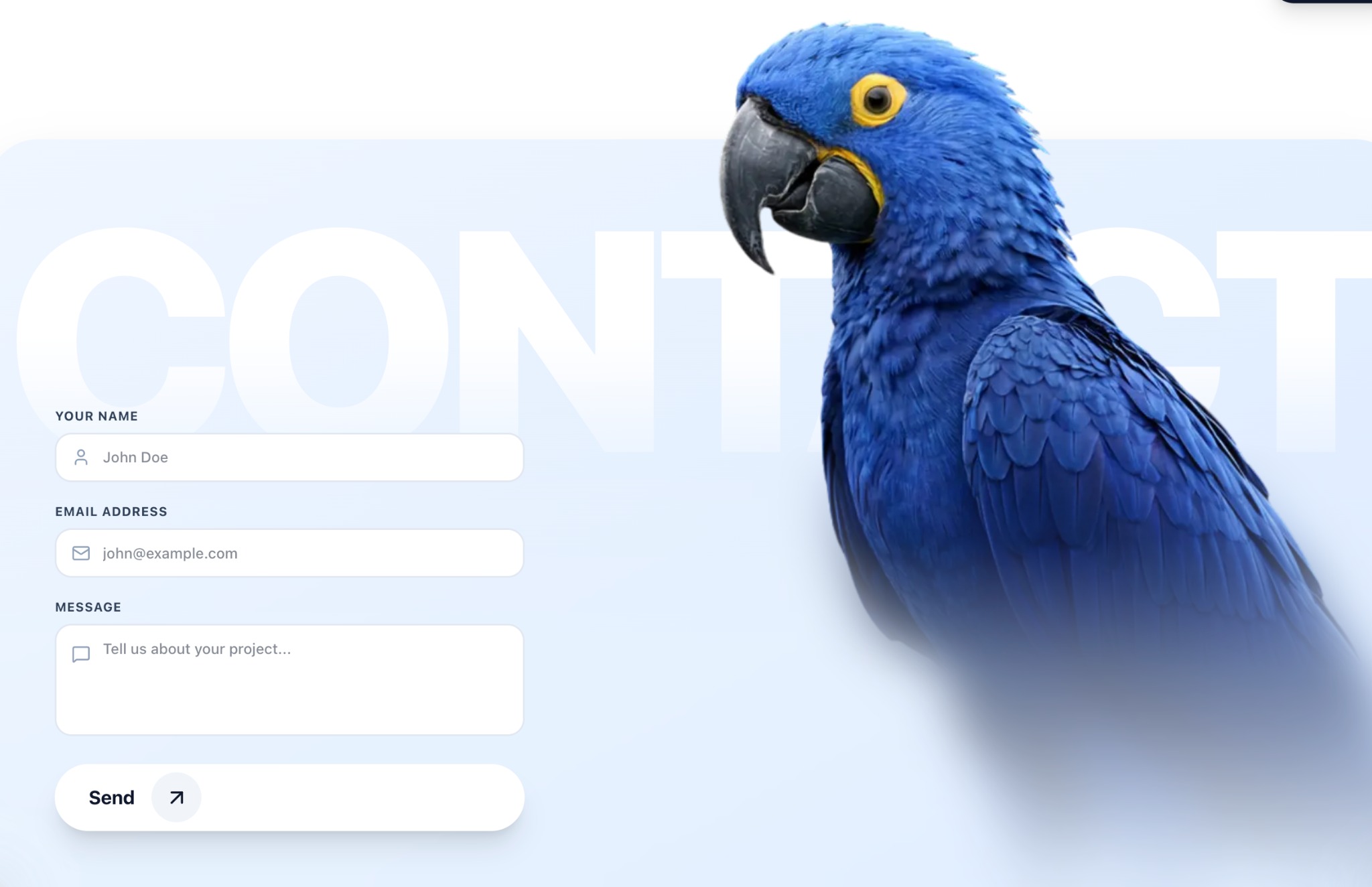 Formularz kontaktowy strony internetowej z ilustracją niebieskiej papugi ary. Minimalistyczny design, jasne tło, pola do wprowadzania danych i przycisk 'Wyślij'.