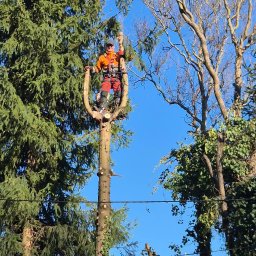 Wycinka drzew Aleksandrów Łódzki 1