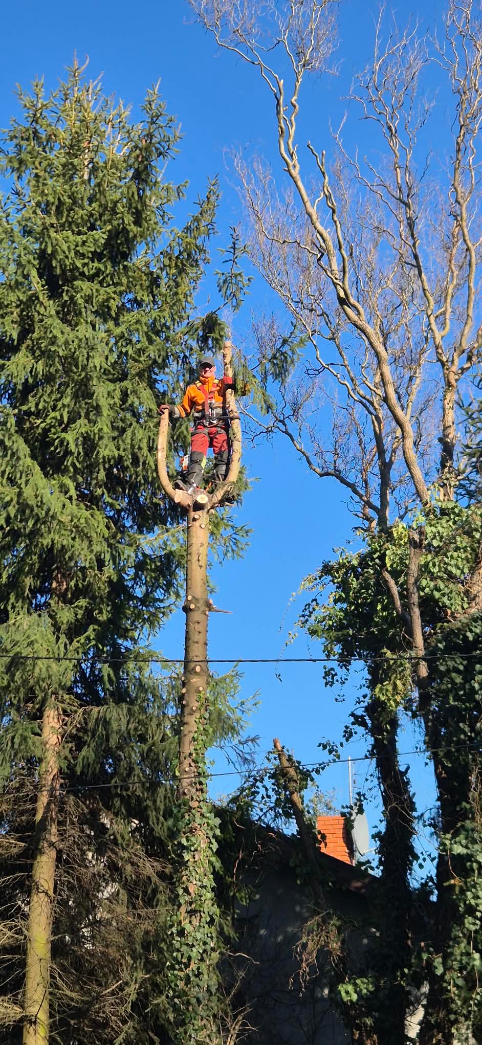 Arborysta w pomarańczowym kombinezonie, stojący na ściętym pniu drzewa, na tle błękitnego nieba. Wokół widoczne inne drzewa, niektóre z nich ogołocone z liści.