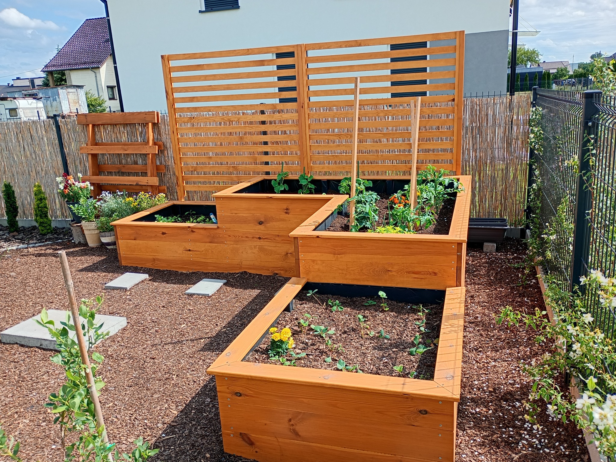 Kaskadowe, drewniane skrzynie ogrodowe z uprawami, ustawione na korze. W tle drewniana ażurowa ścianka i ogrodzenie panelowe. Słoneczny dzień.