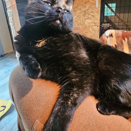 Wyprowadzanie psów Mazańcowice 1