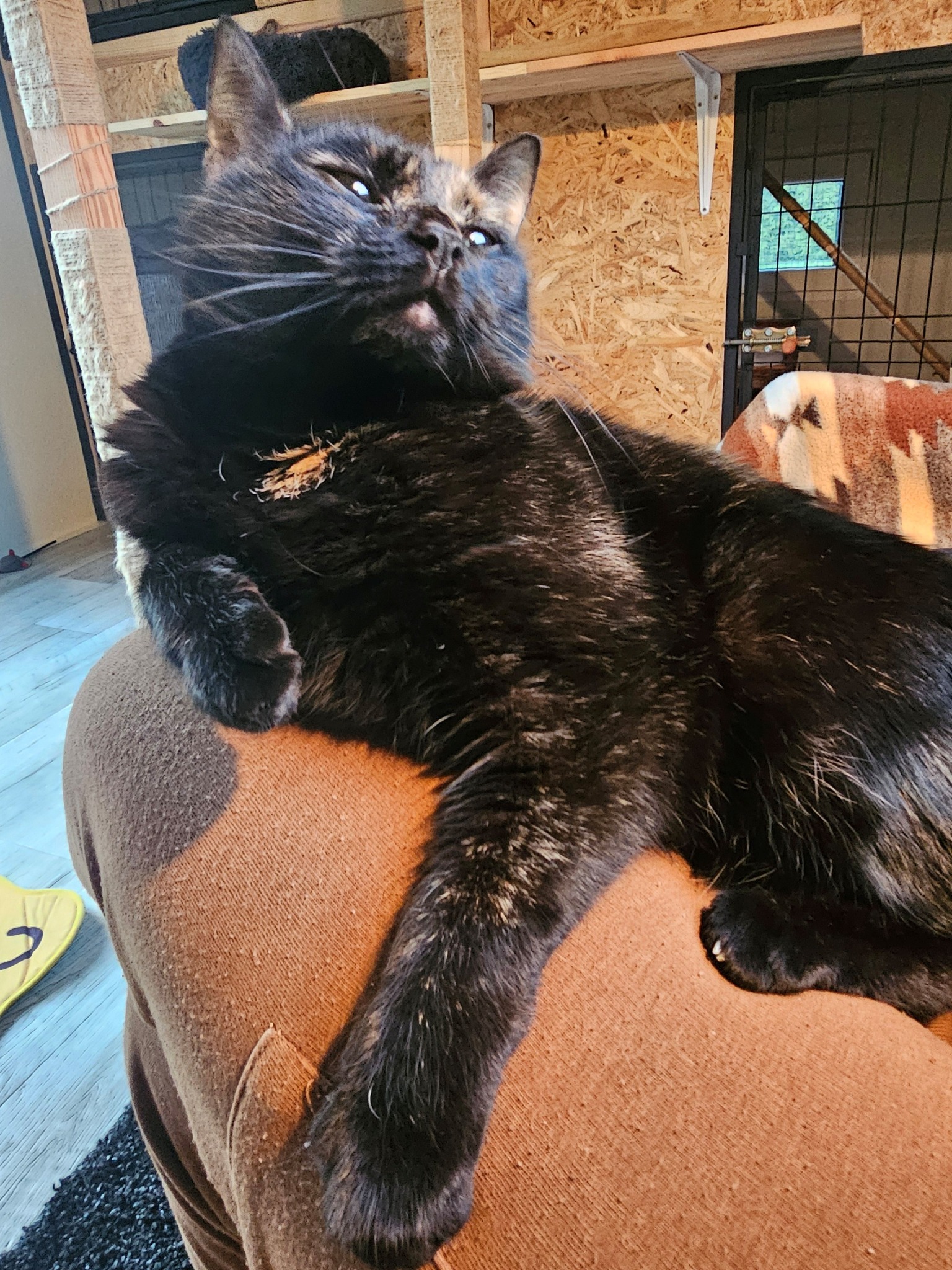 Czarny kot z brązowymi akcentami leży na kolanach, spoglądając w górę, z drapakiem i klatką w tle. Nietypowe ujęcie z dołu.