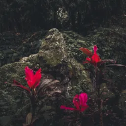 Ciemne ujęcie tropikalnego ogrodu z czerwonymi kwiatami na pierwszym planie i porośniętymi mchem skałami w tle, tworzące tajemniczy, naturalny krajobraz.