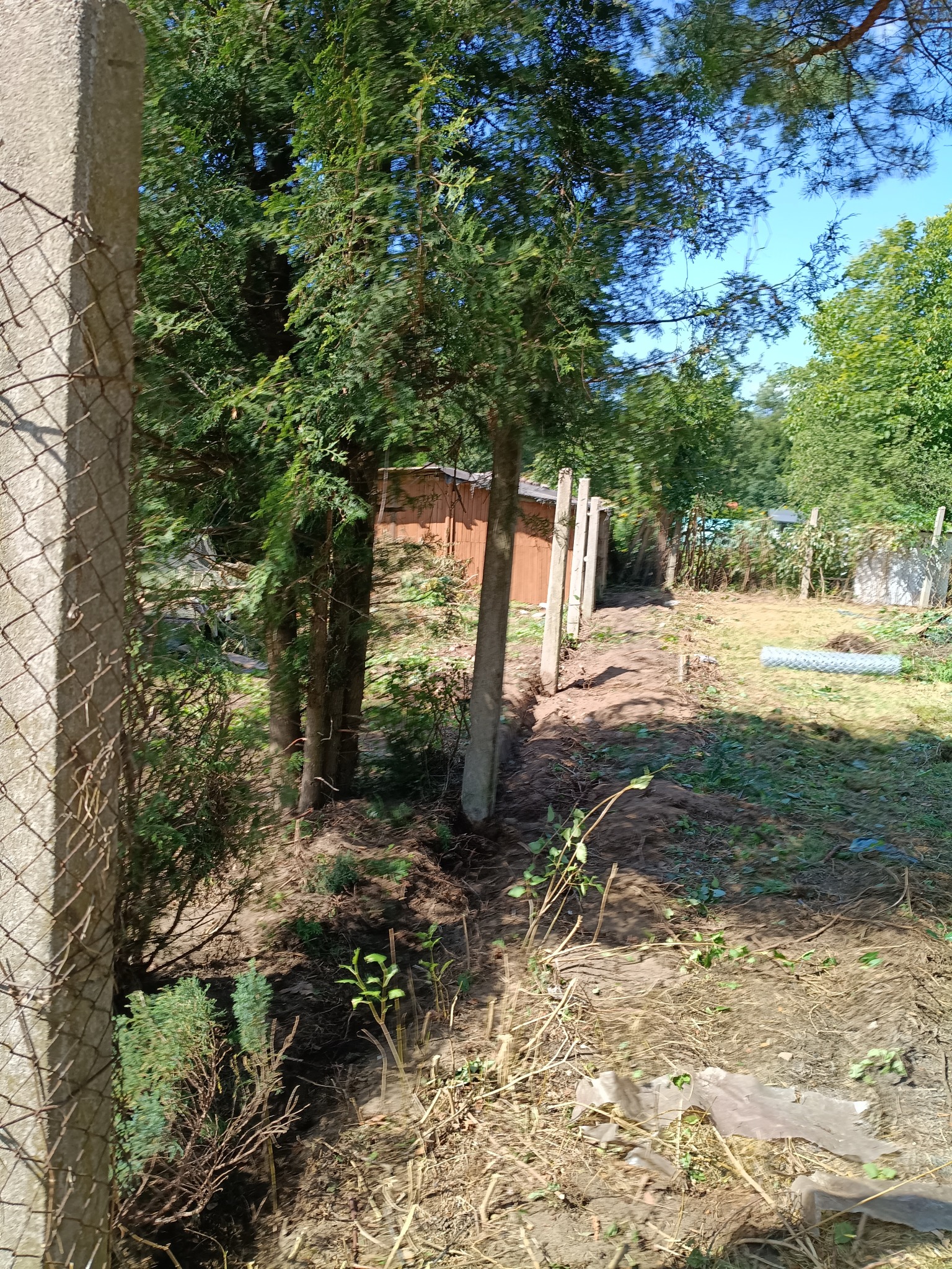 Przygotowany teren pod nasadzenia drzewek iglastych, widoczne słupki ogrodzeniowe i siatka. Świeżo przekopana ziemia, częściowo usunięte chwasty. Słoneczny dzień.