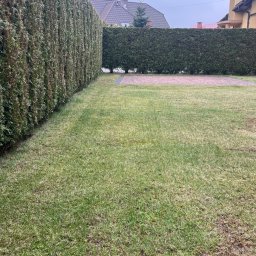 TAB Mateusz Ciask - Zadbany trawnik z równo przyciętym żywopłotem z tui, tworzącym zieloną ścianę. W tle widoczny fragment domu z brązowym dachem i zielone drzewko.