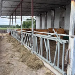 Szara, metalowa konstrukcja w oborze z brązowymi krowami w tle. Widoczne elementy spawane i skręcane. Konstrukcja zabezpiecza zwierzęta.