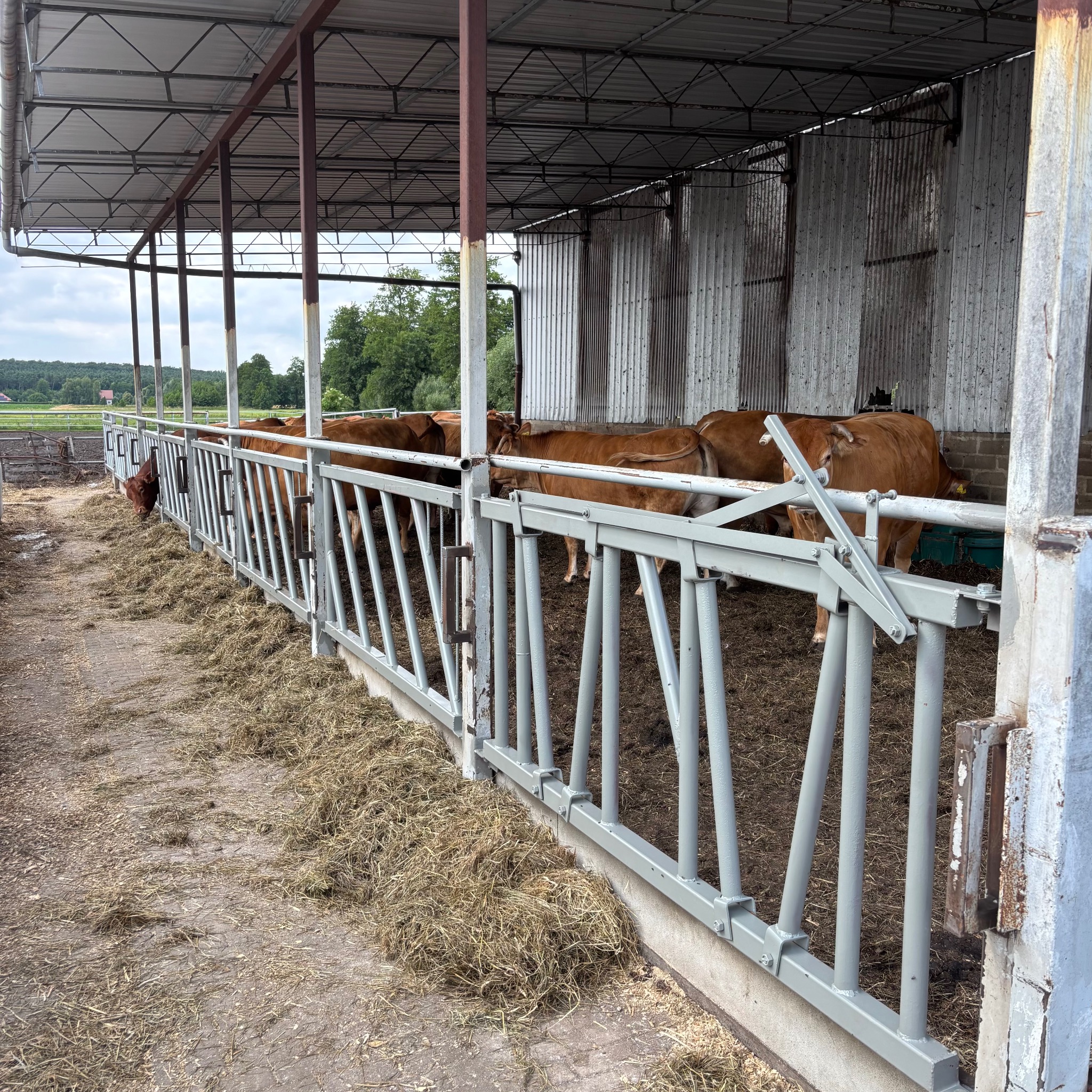 Szara, metalowa konstrukcja w oborze z brązowymi krowami w tle. Widoczne elementy spawane i skręcane. Konstrukcja zabezpiecza zwierzęta.